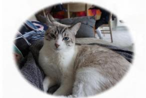 Disappearance alert Cat  Male , 6 years Lanester France
