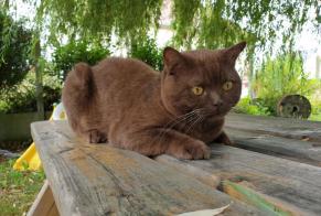 Disappearance alert Cat  Male , 6 years Amillis France