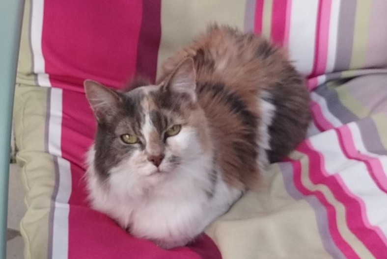 Disappearance alert Cat Female , 17 years Paris France