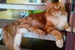 Disappearance alert Cat  Male , 2 years Angera Italy