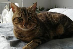 Discovery alert Cat Female Dijon France