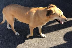 Discovery alert Dog miscegenation Female Archamps France