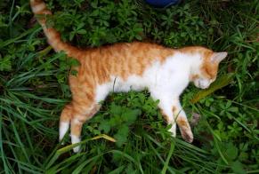 Discovery alert Cat Unknown Autevielle-Saint-Martin-Bideren France