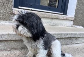 Discovery alert Dog Unknown Essertines-en-Châtelneuf France