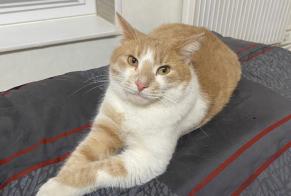 Disappearance alert Cat  Male , 3 years Le Creusot France