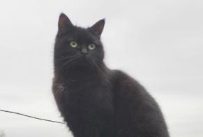 Disappearance alert Cat  Female , 5 years Isle France