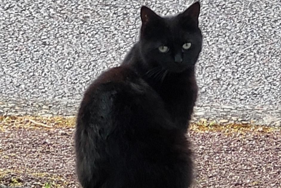 Disappearance alert Cat  Female , 5 years Isle France