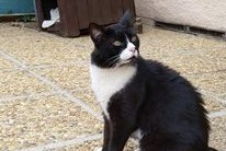 Disappearance alert Cat  Male , 10 years Loriol-sur-Drôme France
