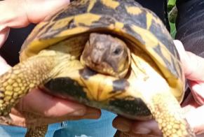 Discovery alert Tortoise Unknown Mougins France