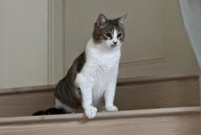 Disappearance alert Cat Male , 2 years Châtillon-sur-Chalaronne France