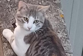 Discovery alert Cat miscegenation Unknown Toulouse France