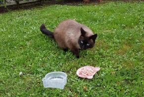 Discovery alert Cat miscegenation Unknown Mons Belgium