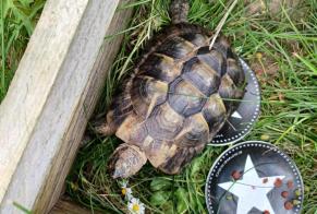 Discovery alert Tortoise Unknown Chelles France