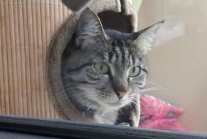 Disappearance alert Cat Female , 10 years Saint-Laurent-de-Mure France