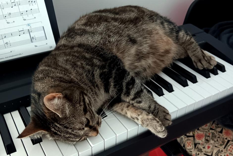 Disappearance alert Cat Female , 9 years Saint-Herblain France