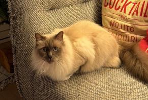 Disappearance alert Cat  Male , 8 yeahr Monaco Monaco