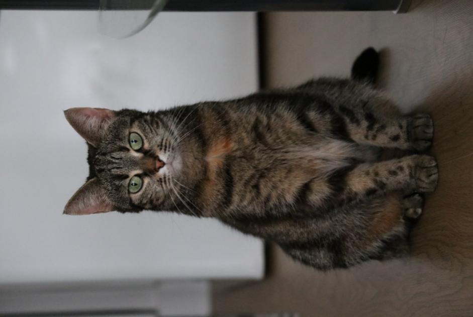 Alerta de Desaparición Gato Hembra , 9 años Saint-Herblain Francia