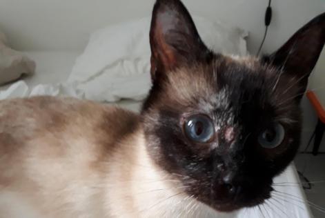 Details De L Alerte Decouverte Chat Trouve Du Commandant Charcot Bordeaux France