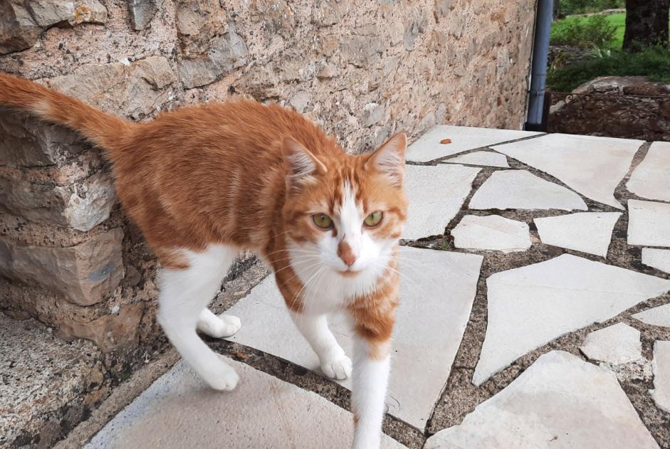 Alerte Découverte Chat Mâle , 1 année Loubressac France