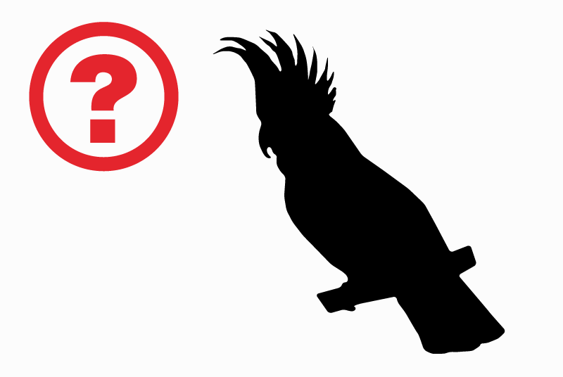 Alerta descoberta Pássaro Desconhecido Aigle Switzerland