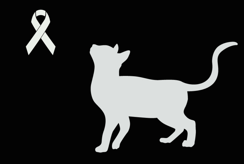 Discovery alert Cat Unknown La Baule France