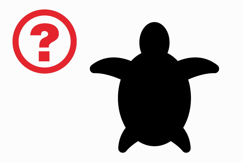 Vermisstmeldung Schildkröte Weiblich , 2024 jahre Grimisuat Schweiz