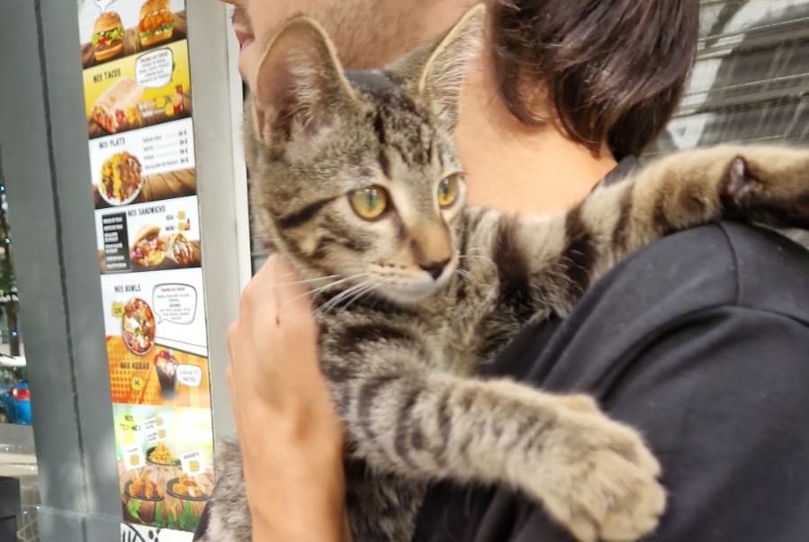 Avviso Ritrovamento Gatto  Non conosciuta Lyon Francia