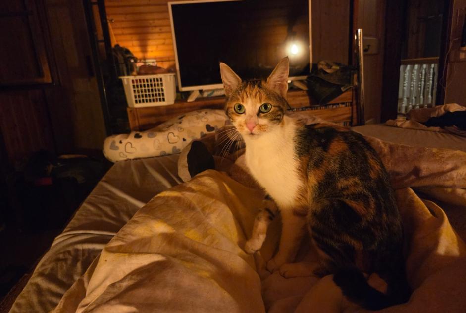 Avviso Ritrovamento Gatto Femmina La Verrerie Svizzera
