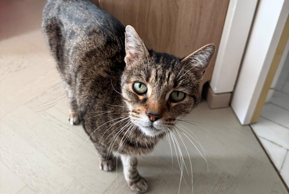 Gatto Trovato a Monaco (, Monaco)  - allerta scoperta  Pet Alert n. 359570