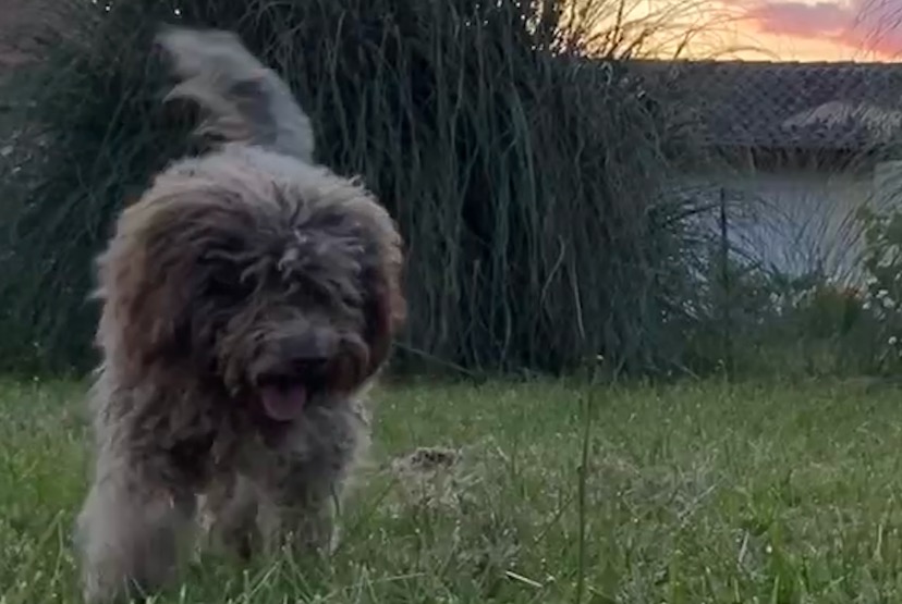 Vermësstemeldung Hond  Weiblech , 1 joer Puyoo France