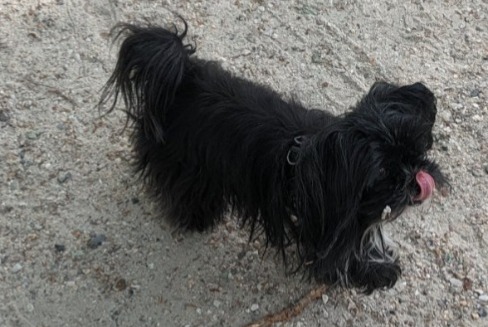 Verdwijningsalarm Hond rassenvermenging Vrouwtje , 6 jaar Herstal België