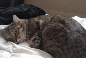 Alerta desaparecimento Gato Fêmea , 3 anos Cabourg France