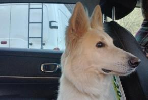 Alerta desaparecimento Cão  Fêmea , 3 anos Grazac France